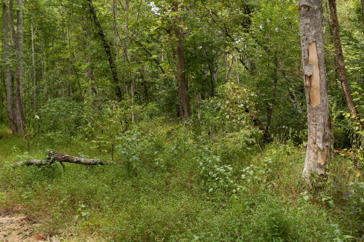 Decorative background for Big White Oak Tract 83 image 7
