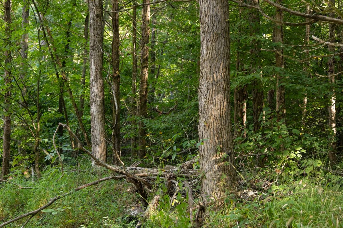 Decorative background for Big White Oak Tract 83 image 8