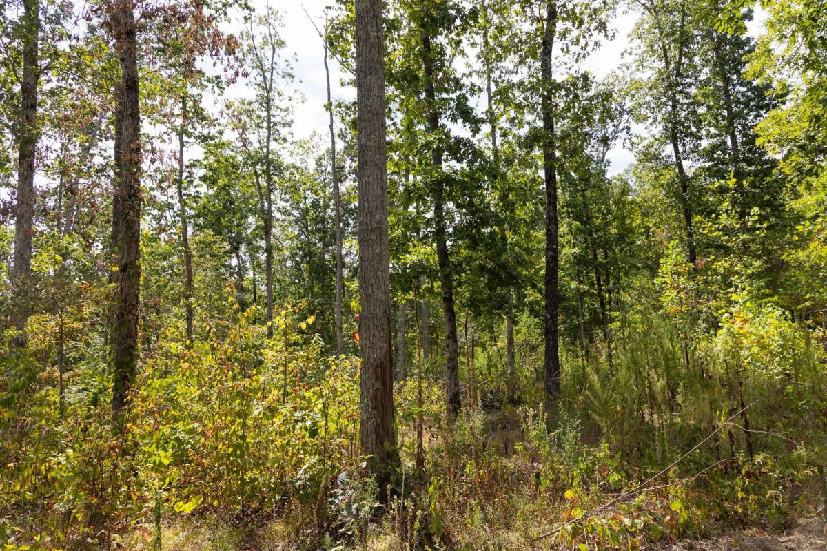 Decorative background for Big White Oak Tract 83 image 9