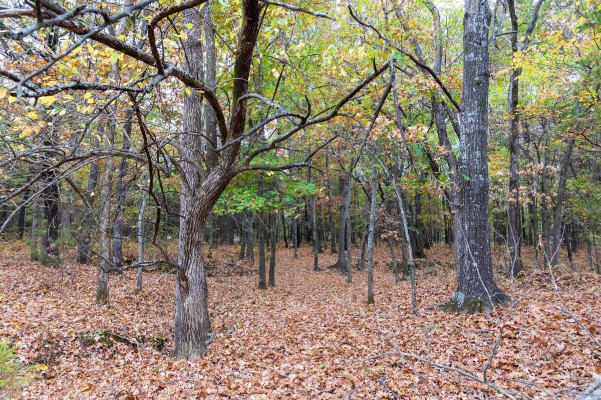 Decorative background for Crystal Springs Tract 2 image 7