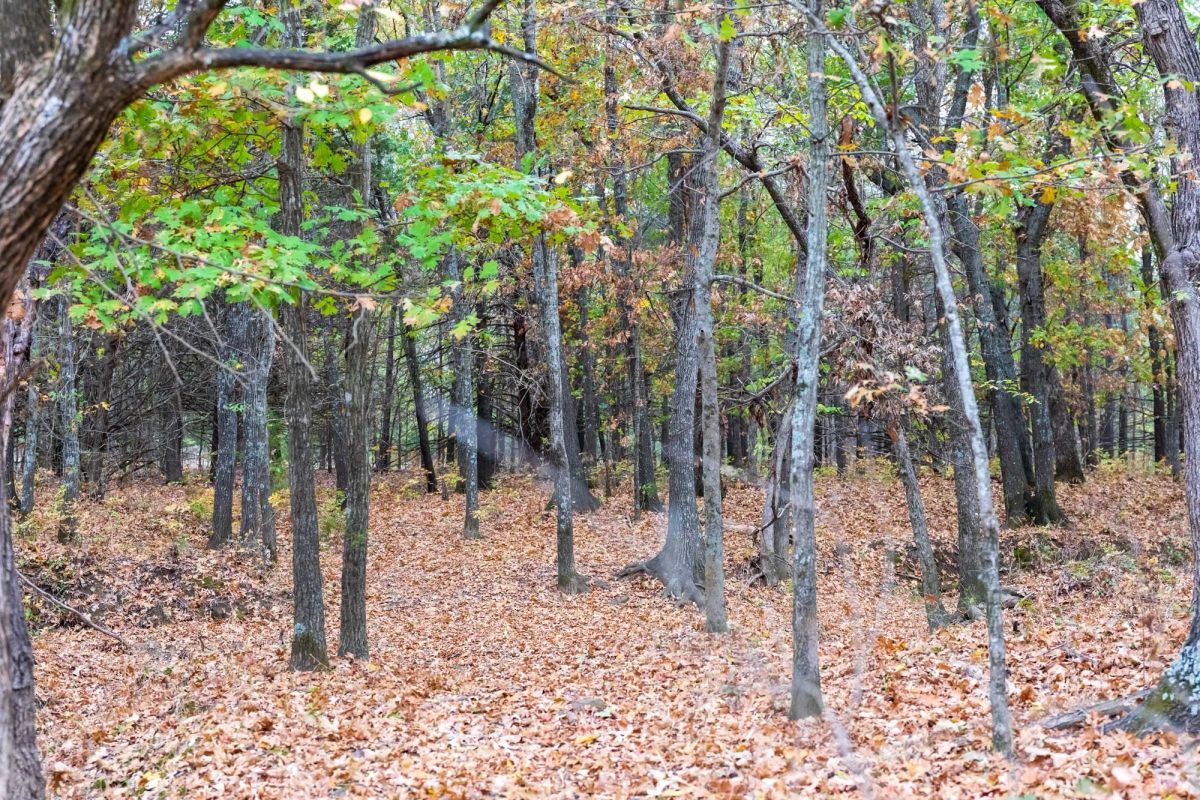 Decorative background for Crystal Springs Tract 2 image 8