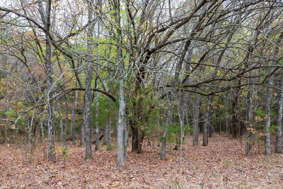 Decorative background for Crystal Springs Tract 2 image 10