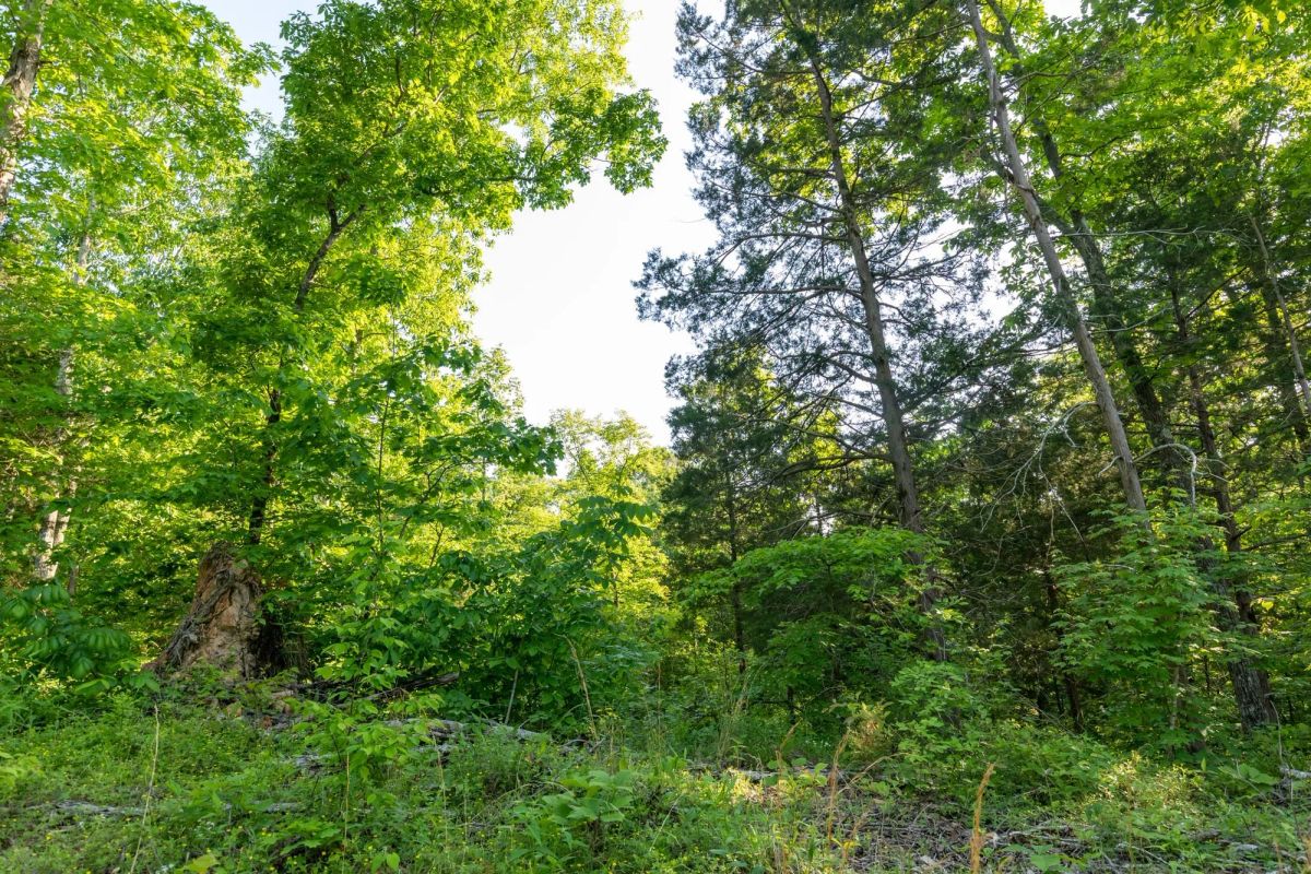 Decorative background for Cedar Creek Tract 58 image 5