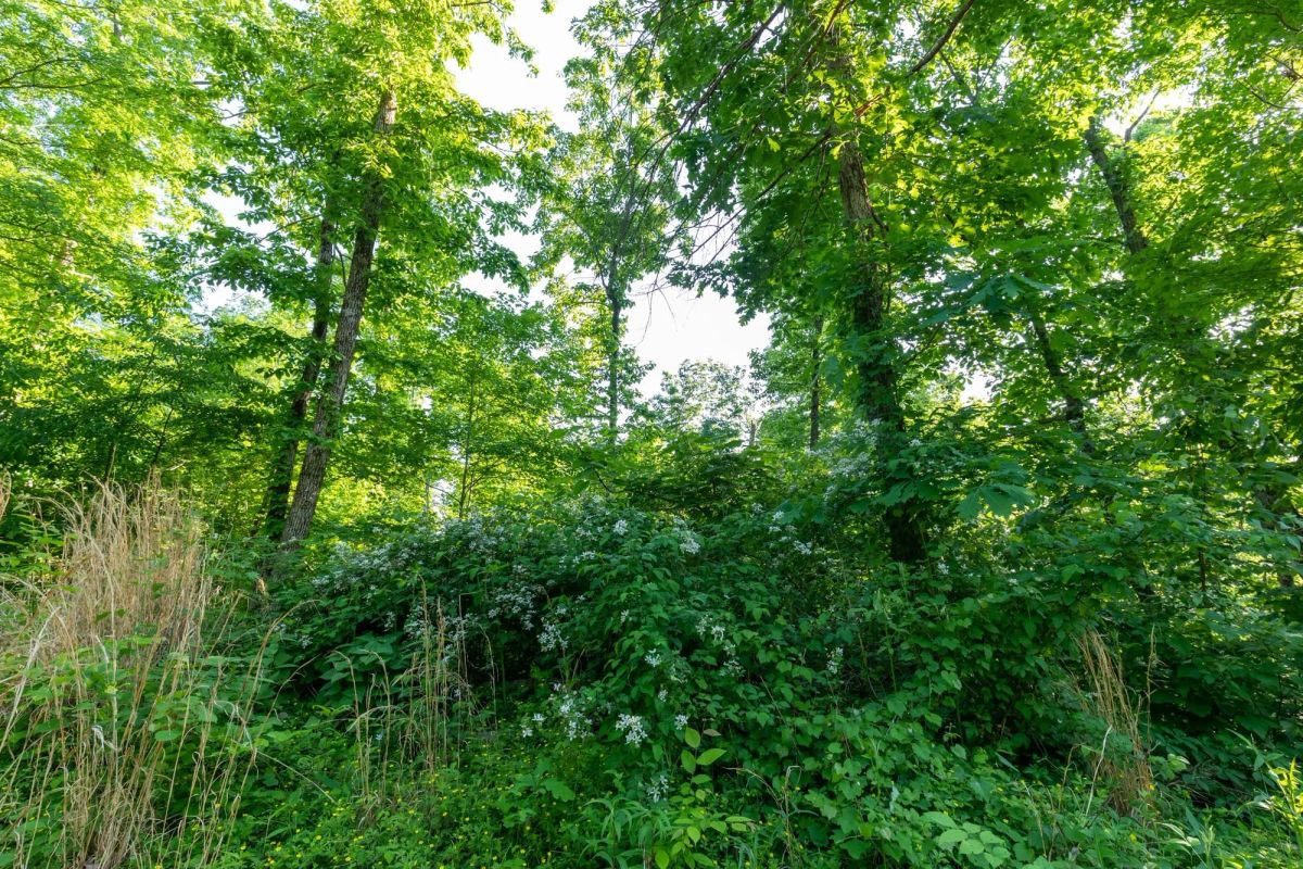 Decorative background for Cedar Creek Tract 58 image 6