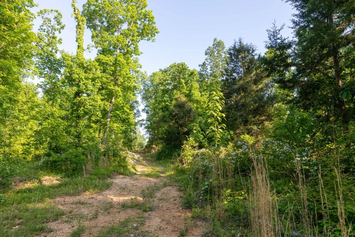 Decorative background for Cedar Creek Tract 58 image 7