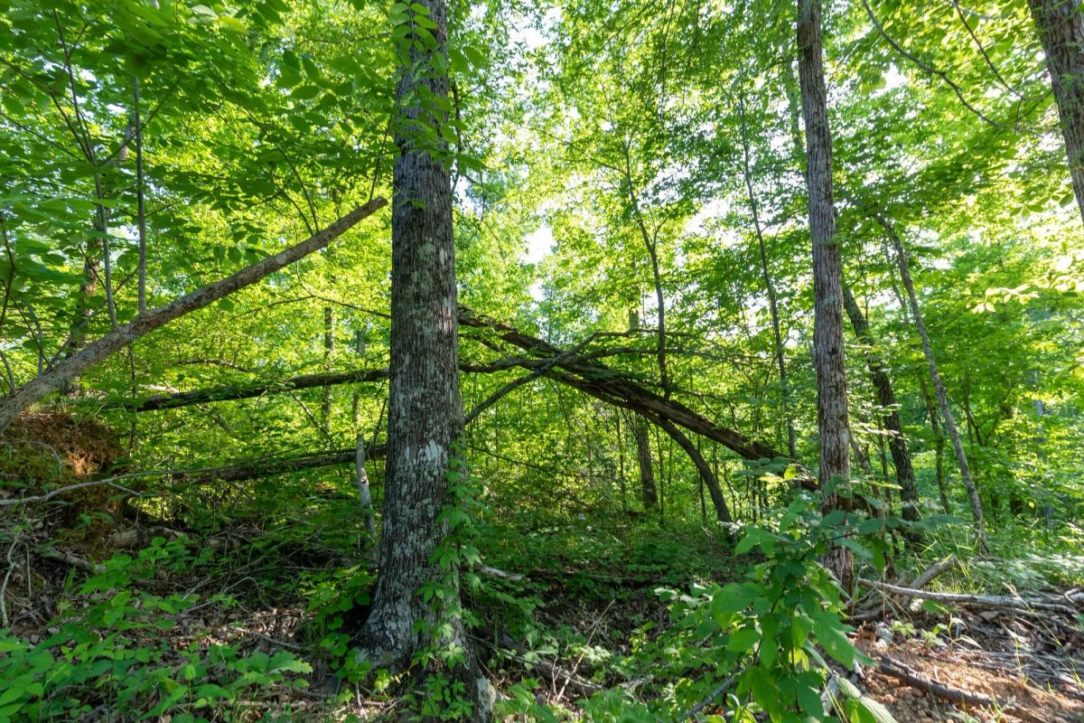 Decorative background for Cedar Creek Tract 58 image 8