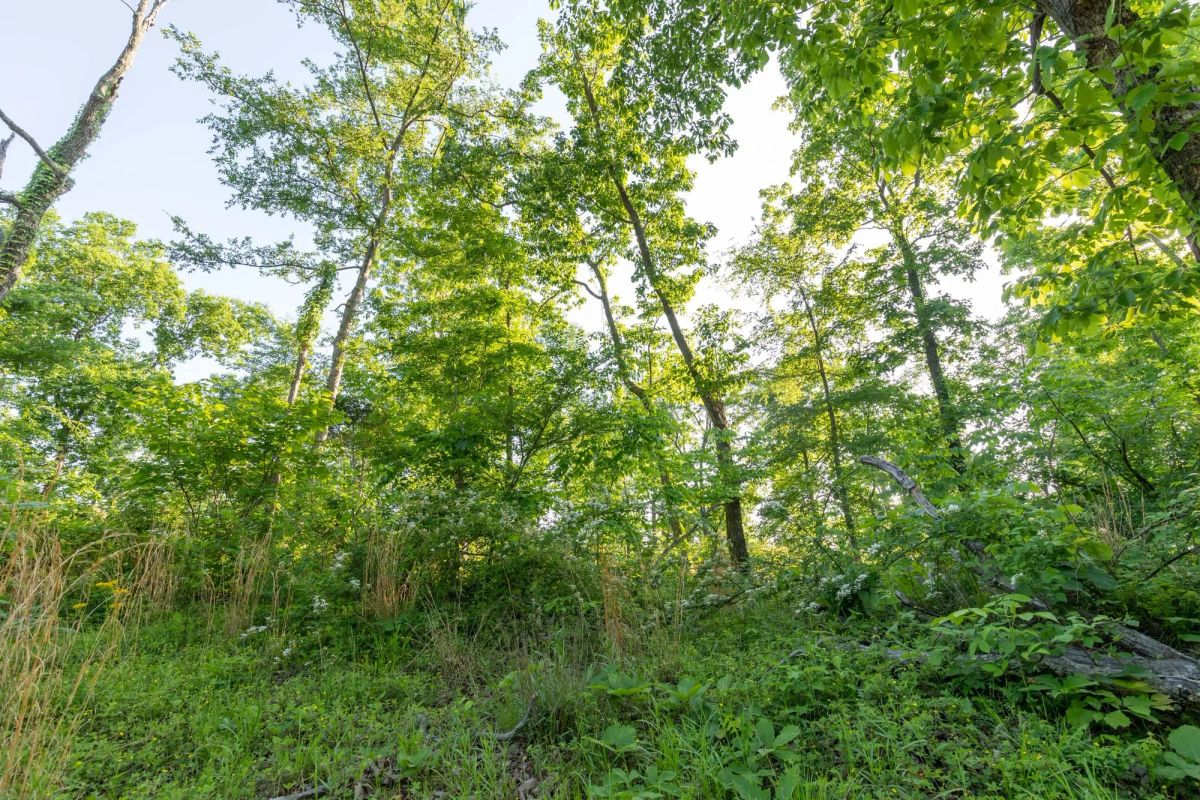 Decorative background for Cedar Creek Tract 58 image 9