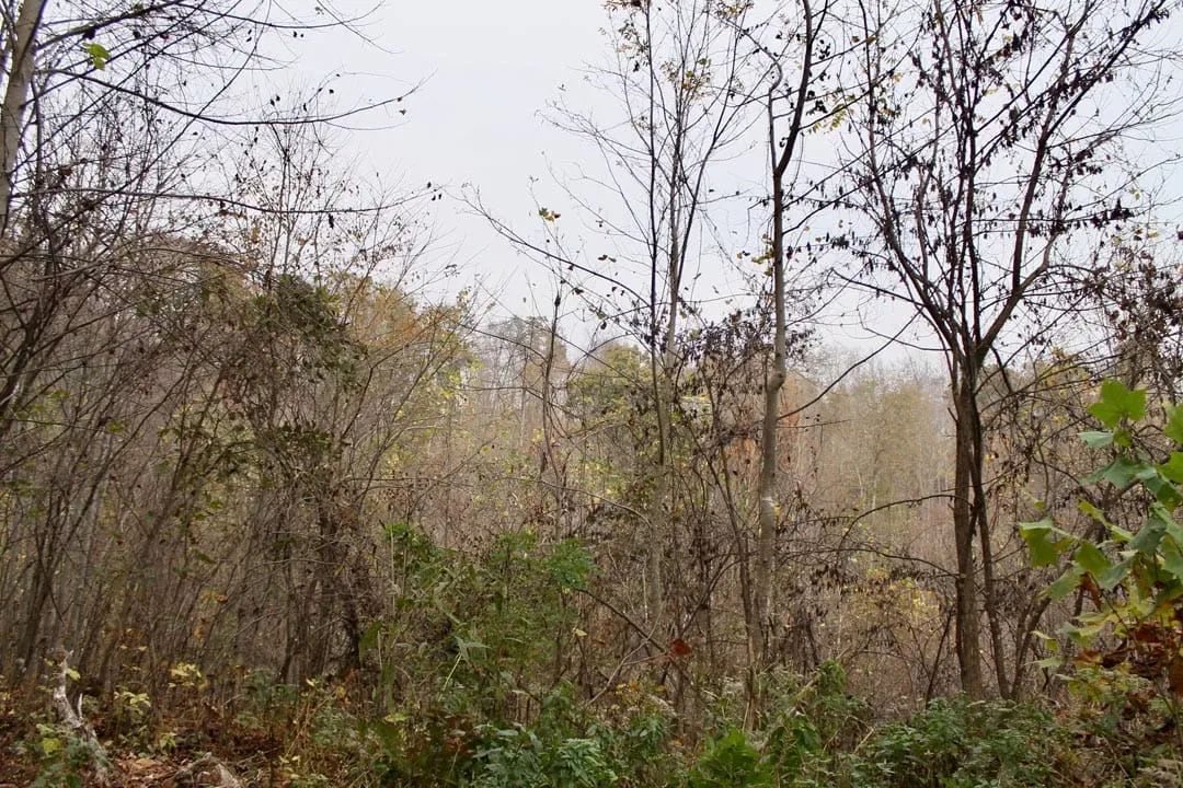 Autumn Ridge Tract 12 - Image 4