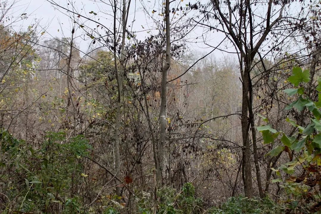 Decorative background for Autumn Ridge Tract 12 image 5
