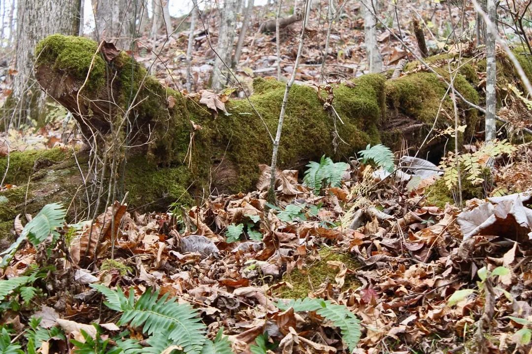 Decorative background for Autumn Ridge Tract 12 image 7