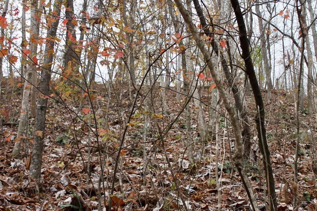 Decorative background for Autumn Ridge Tract 12 image 9