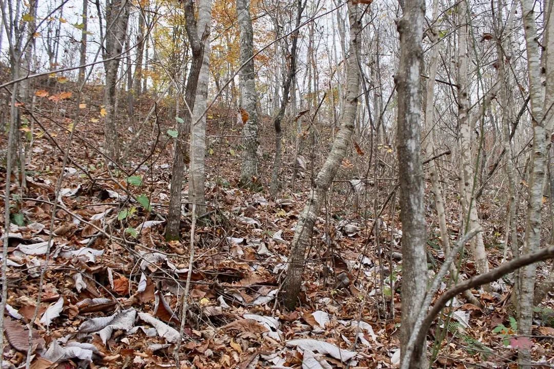 Decorative background for Autumn Ridge Tract 12 image 10