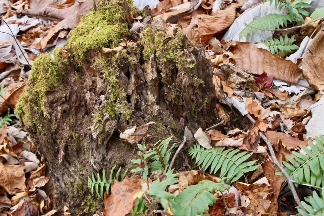 Decorative background for Autumn Ridge Tract 12 image 11