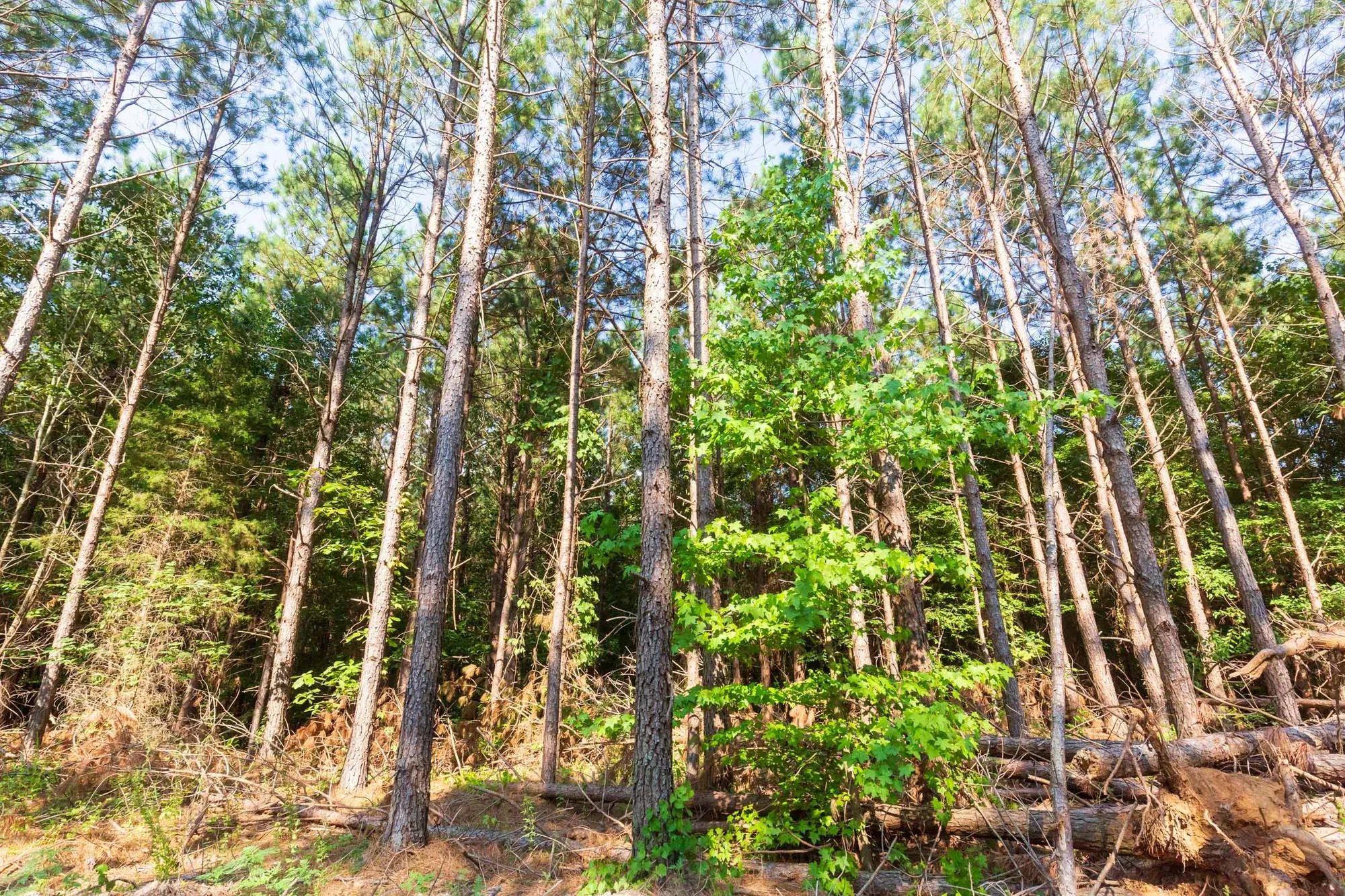 Whiskey Ridge Tract 88 in Henderson County, TN