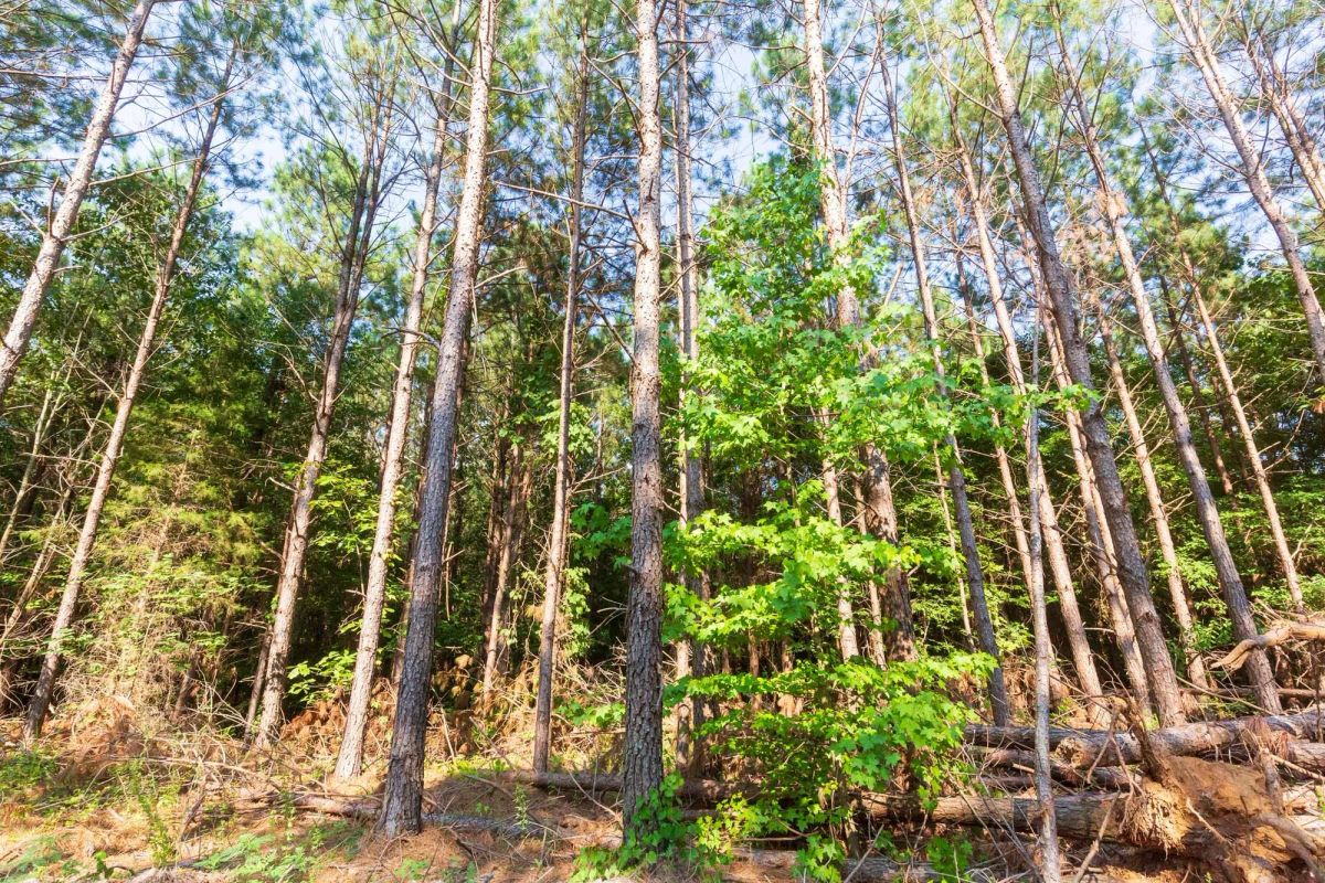 Whiskey Ridge Tract 88 - Main image