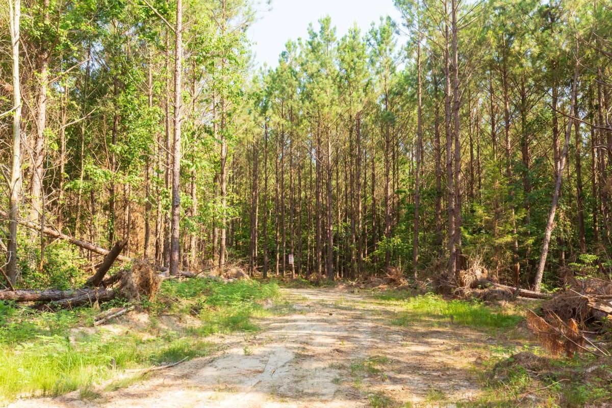 Whiskey Ridge Tract 88 - Image 2