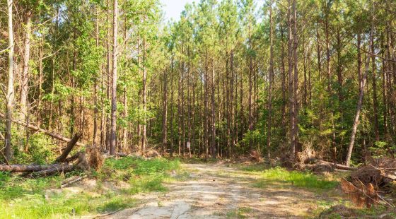 Whiskey Ridge Tract 88 in Henderson County, TN