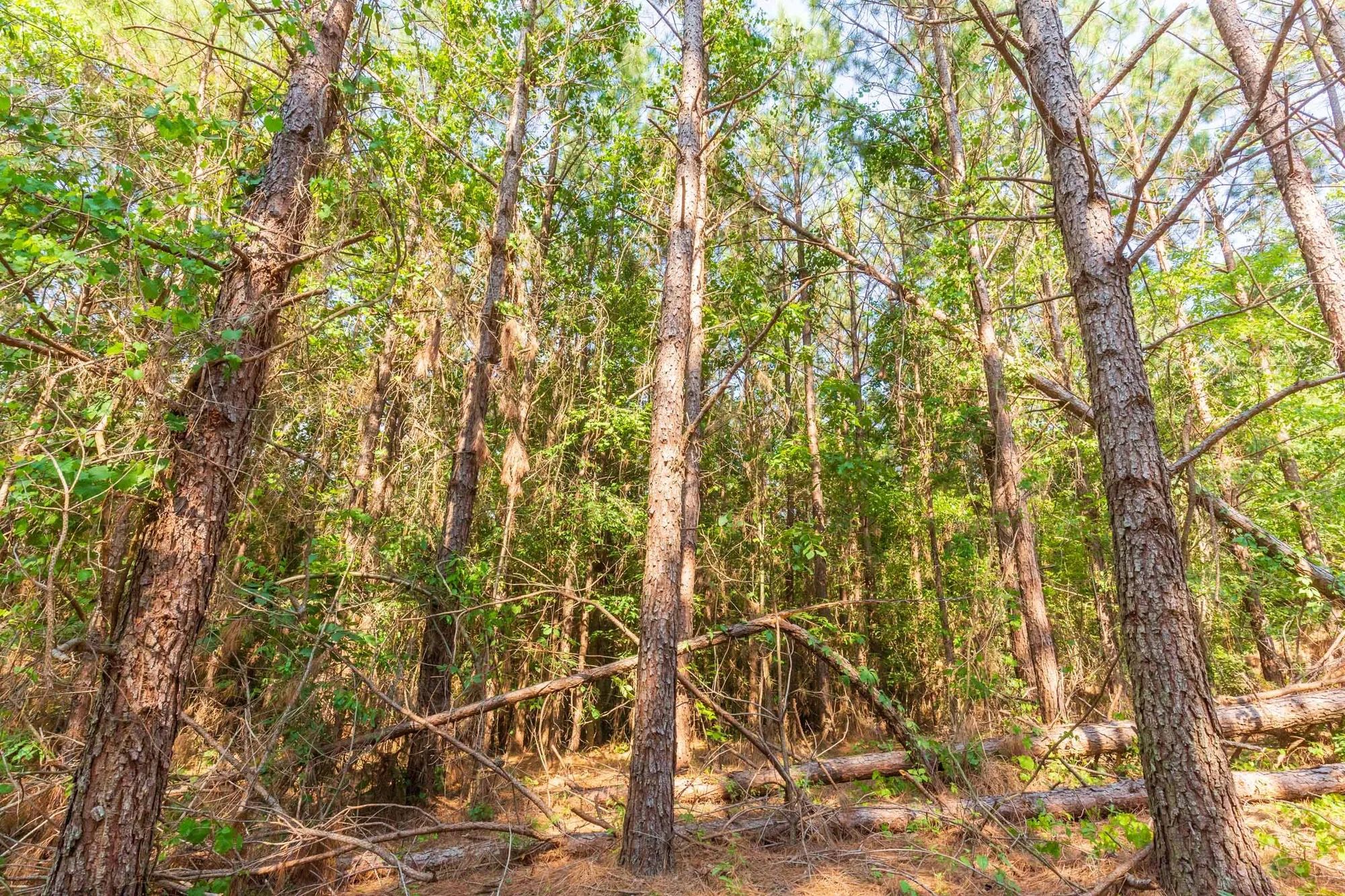 Whiskey Ridge Tract 88 in Henderson County, TN