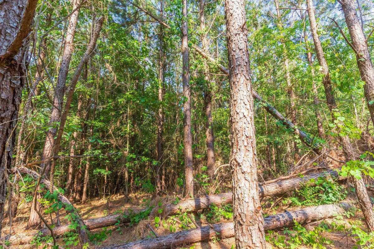 Whiskey Ridge Tract 88 - Image 4