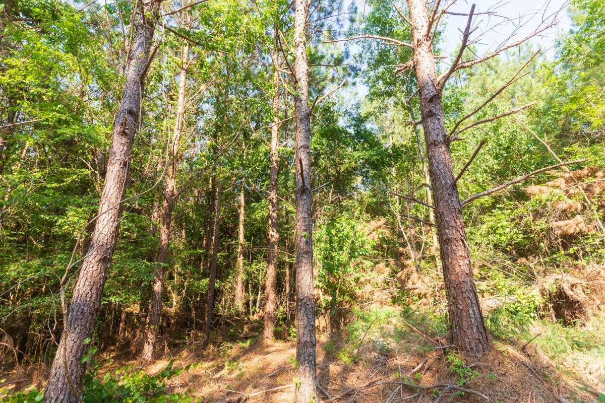 Decorative background for Whiskey Ridge Tract 88 image 5