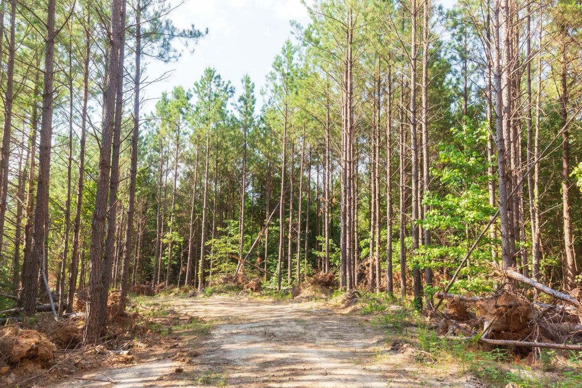 Decorative background for Whiskey Ridge Tract 88 image 6
