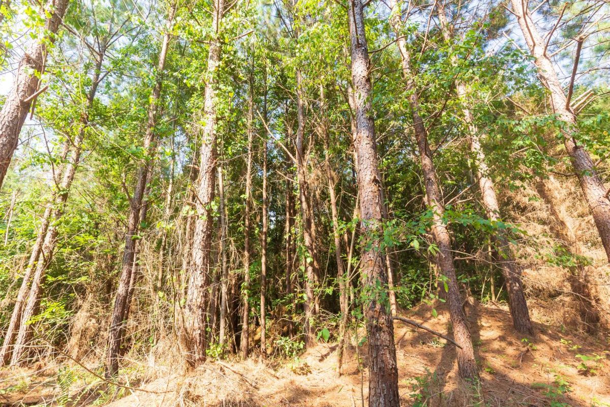 Decorative background for Whiskey Ridge Tract 88 image 7