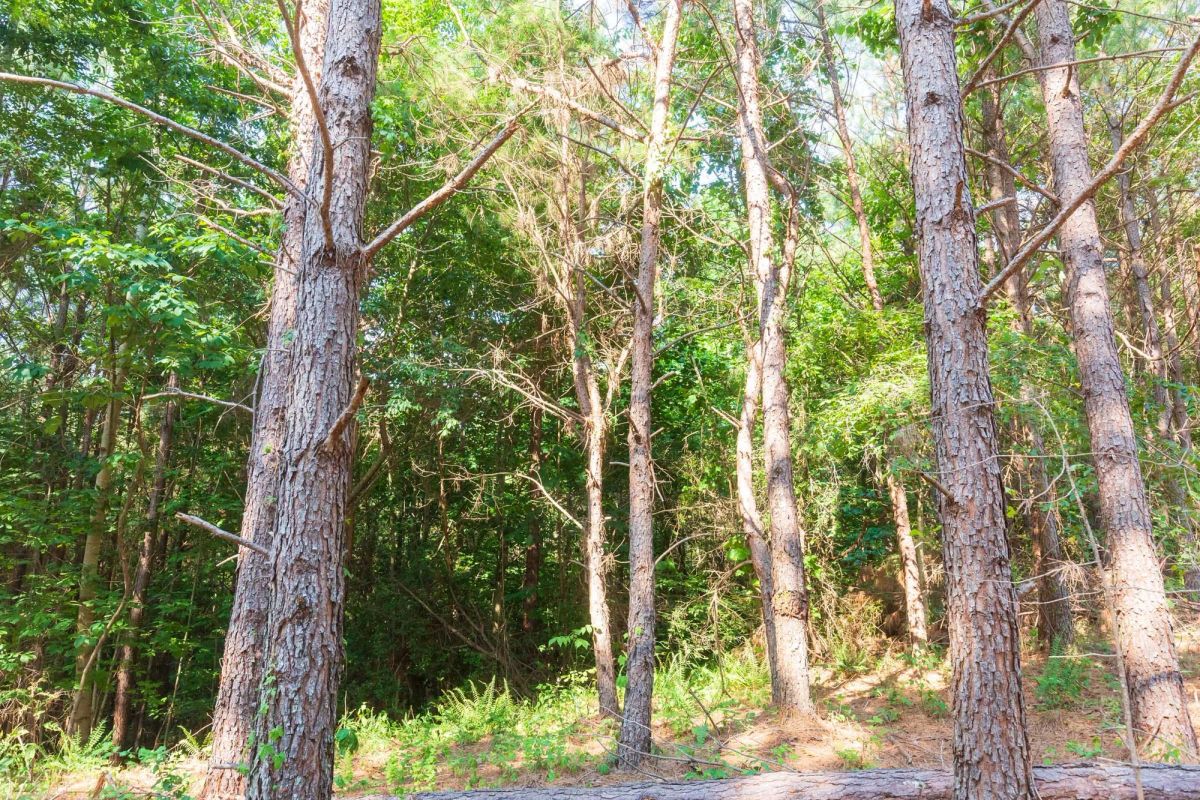 Decorative background for Whiskey Ridge Tract 88 image 8