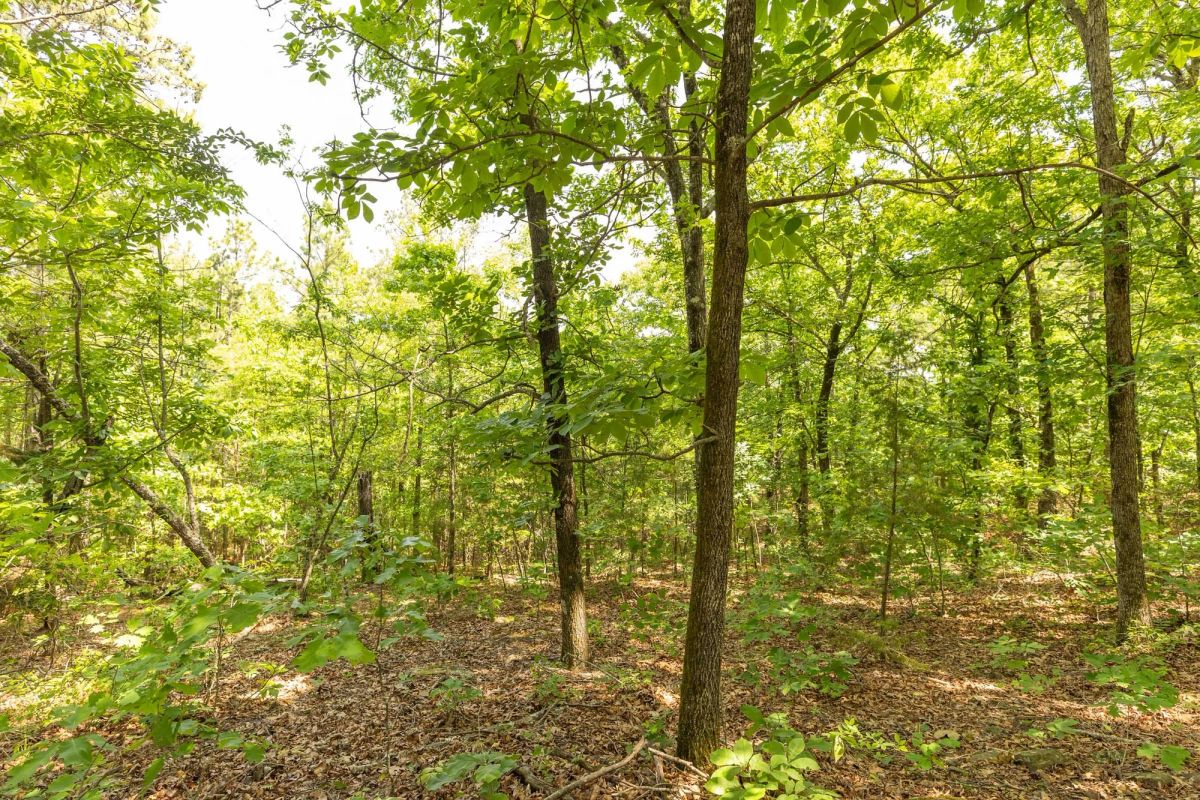Decorative background for Stone Bridge Reserve Tract 34 image 7