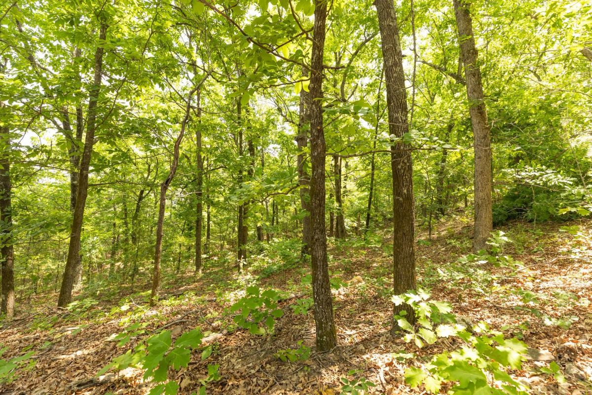 Decorative background for Stone Bridge Reserve Tract 34 image 12