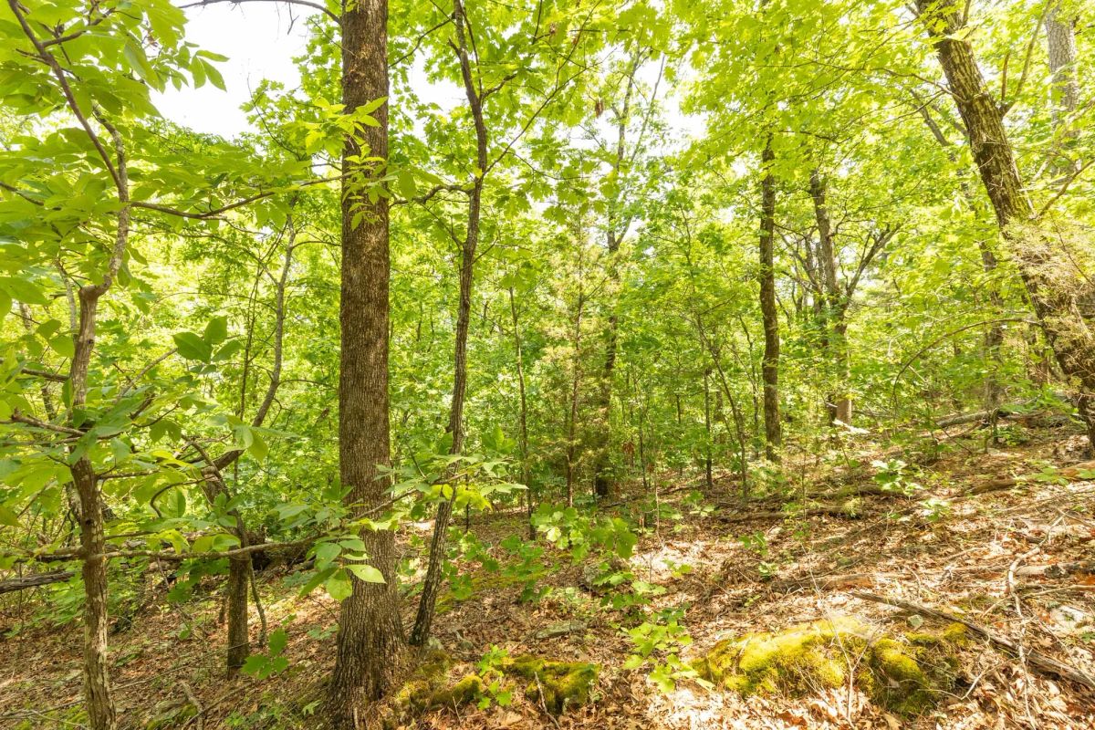 Decorative background for Stone Bridge Reserve Tract 34 image 17