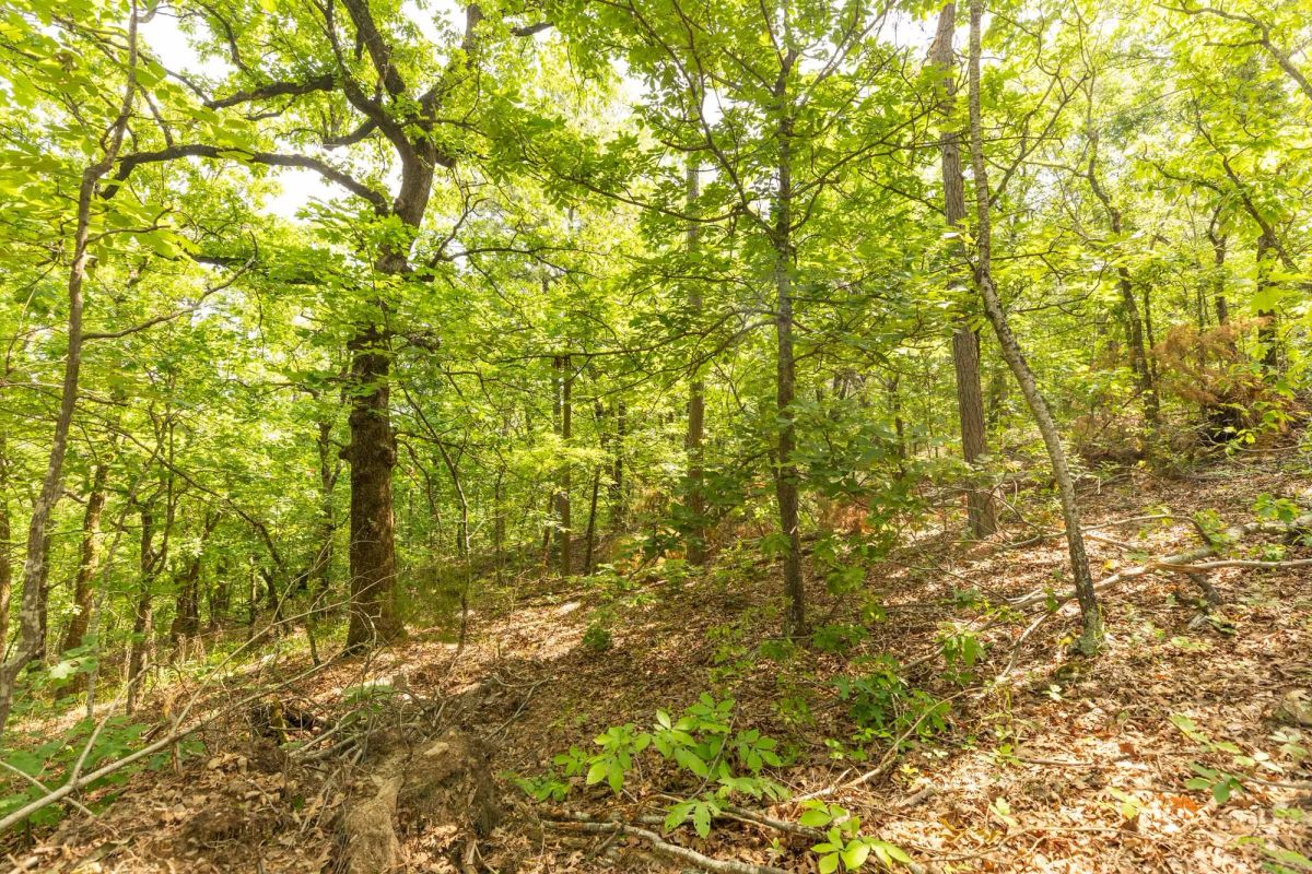 Decorative background for Stone Bridge Reserve Tract 34 image 18