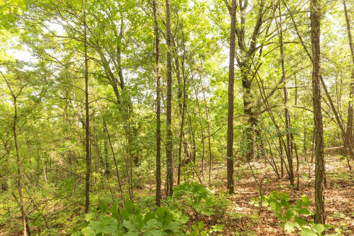 Decorative background for Stone Bridge Reserve Tract 34 image 19