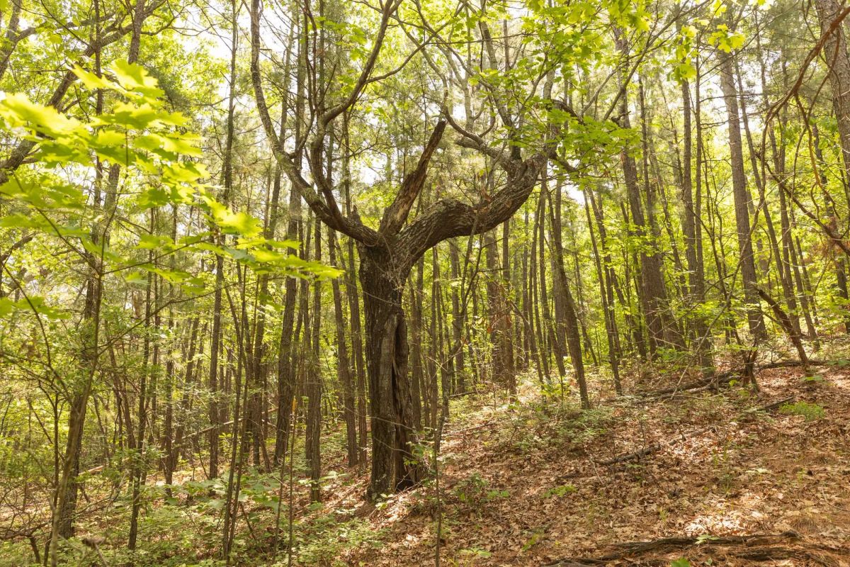 Decorative background for Stone Bridge Reserve Tract 34 image 20