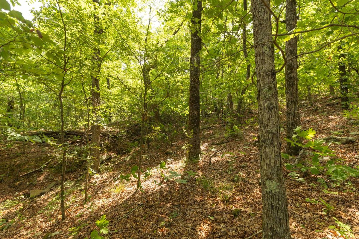 Decorative background for Stone Bridge Reserve Tract 34 image 21