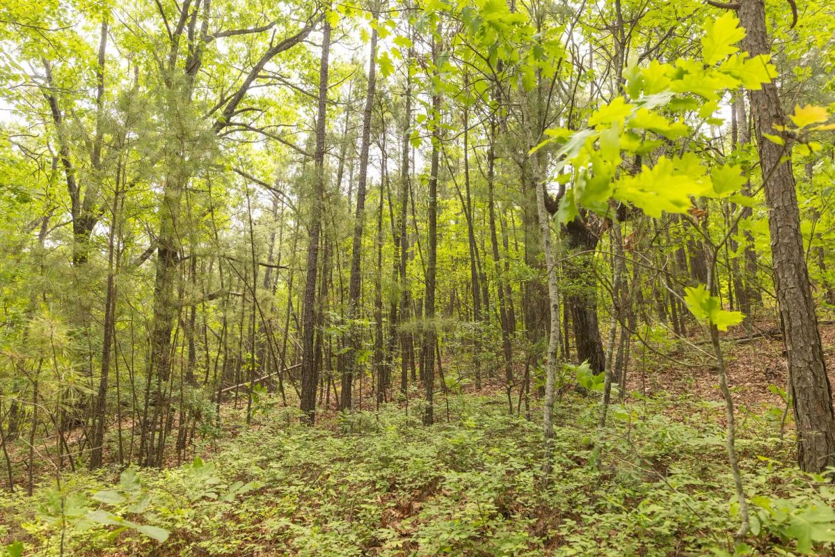 Decorative background for Stone Bridge Reserve Tract 34 image 22