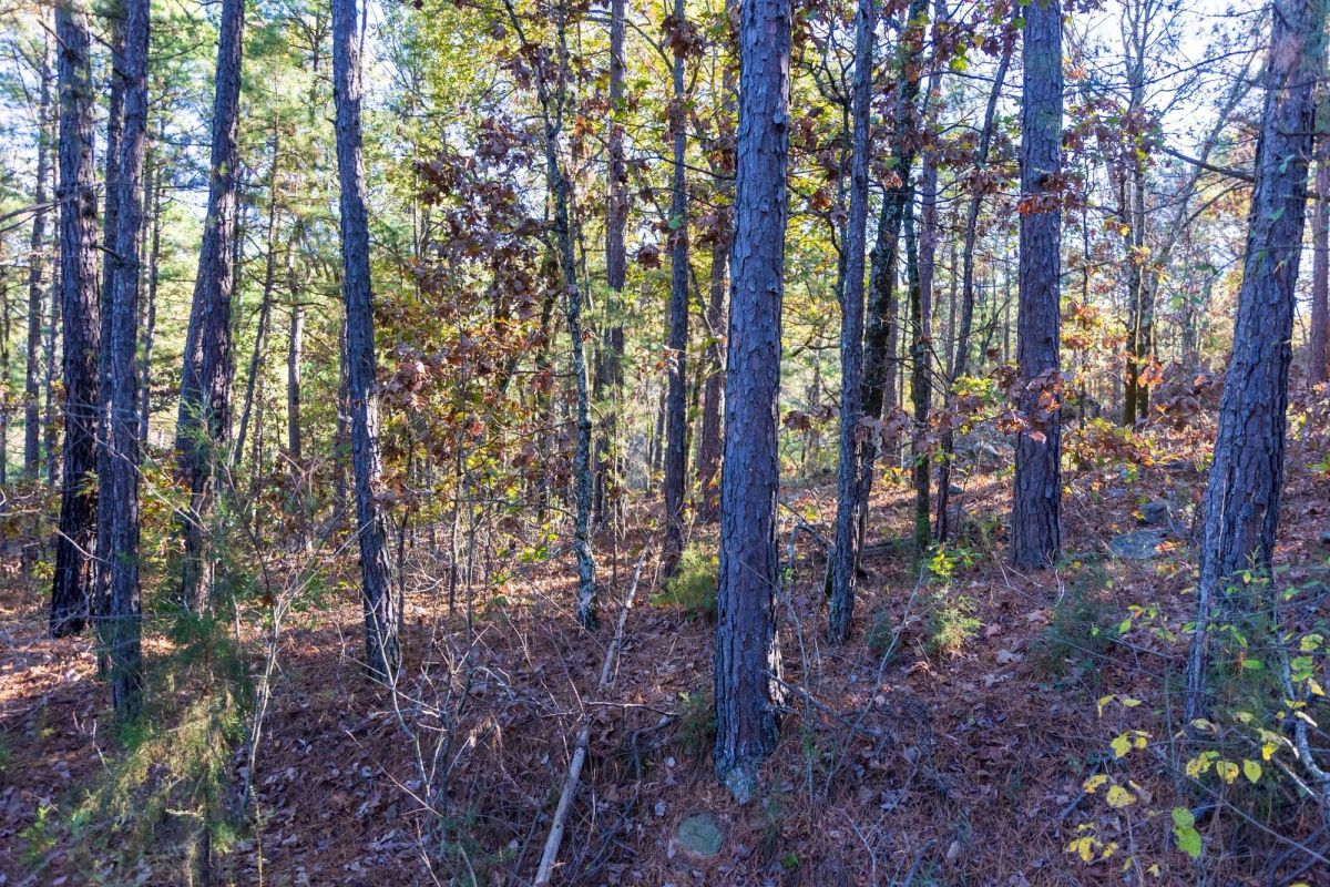 Decorative background for Stone Bridge Reserve Tract 31 image 8