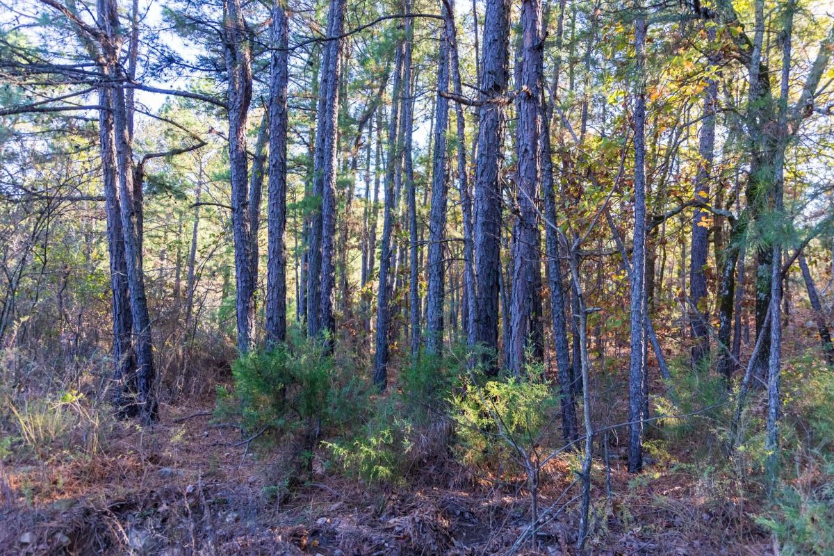 Decorative background for Stone Bridge Reserve Tract 31 image 10