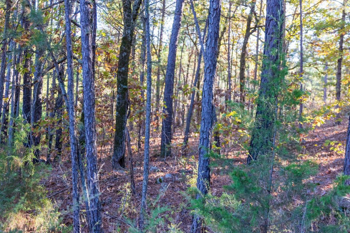 Decorative background for Stone Bridge Reserve Tract 31 image 12