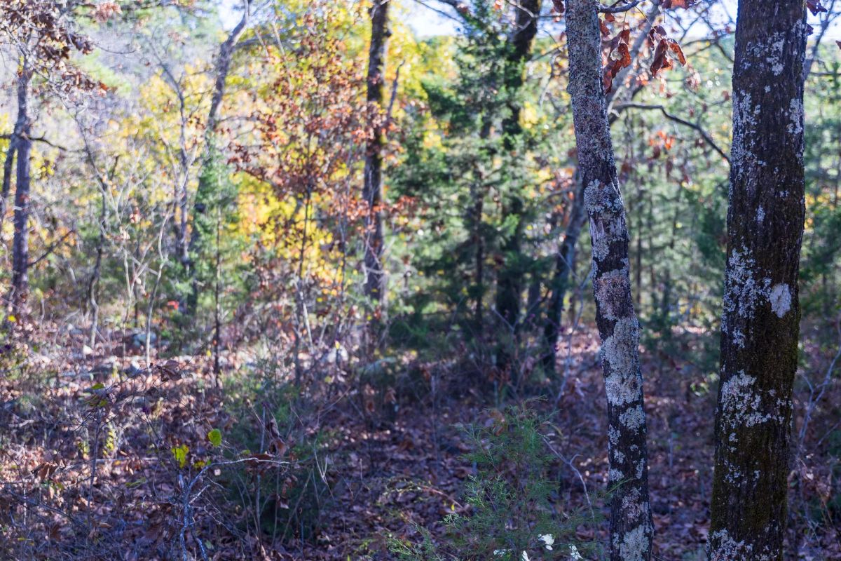 Decorative background for Stone Bridge Reserve Tract 31 image 15