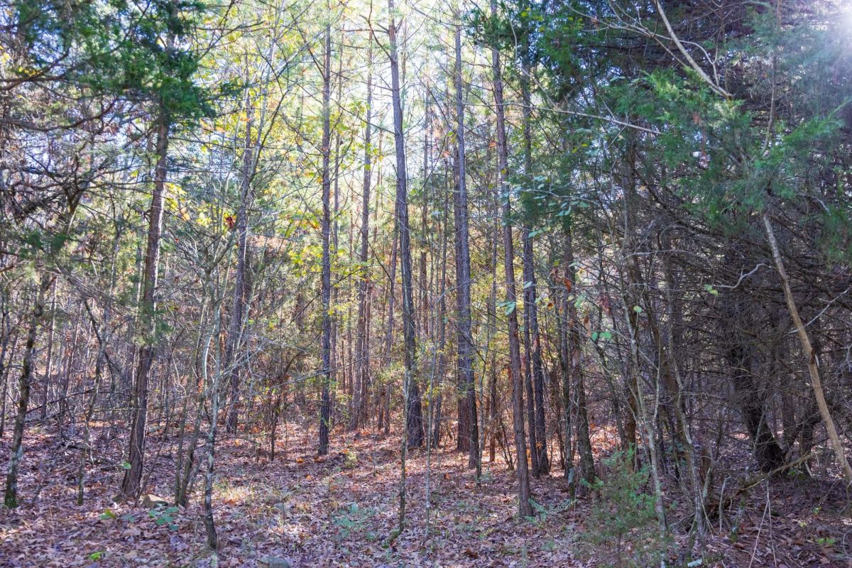 Decorative background for Stone Bridge Reserve Tract 27 image 6