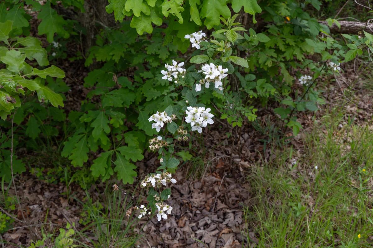 Decorative background for Sleepy Hollow Phase II Tract 75 image 7
