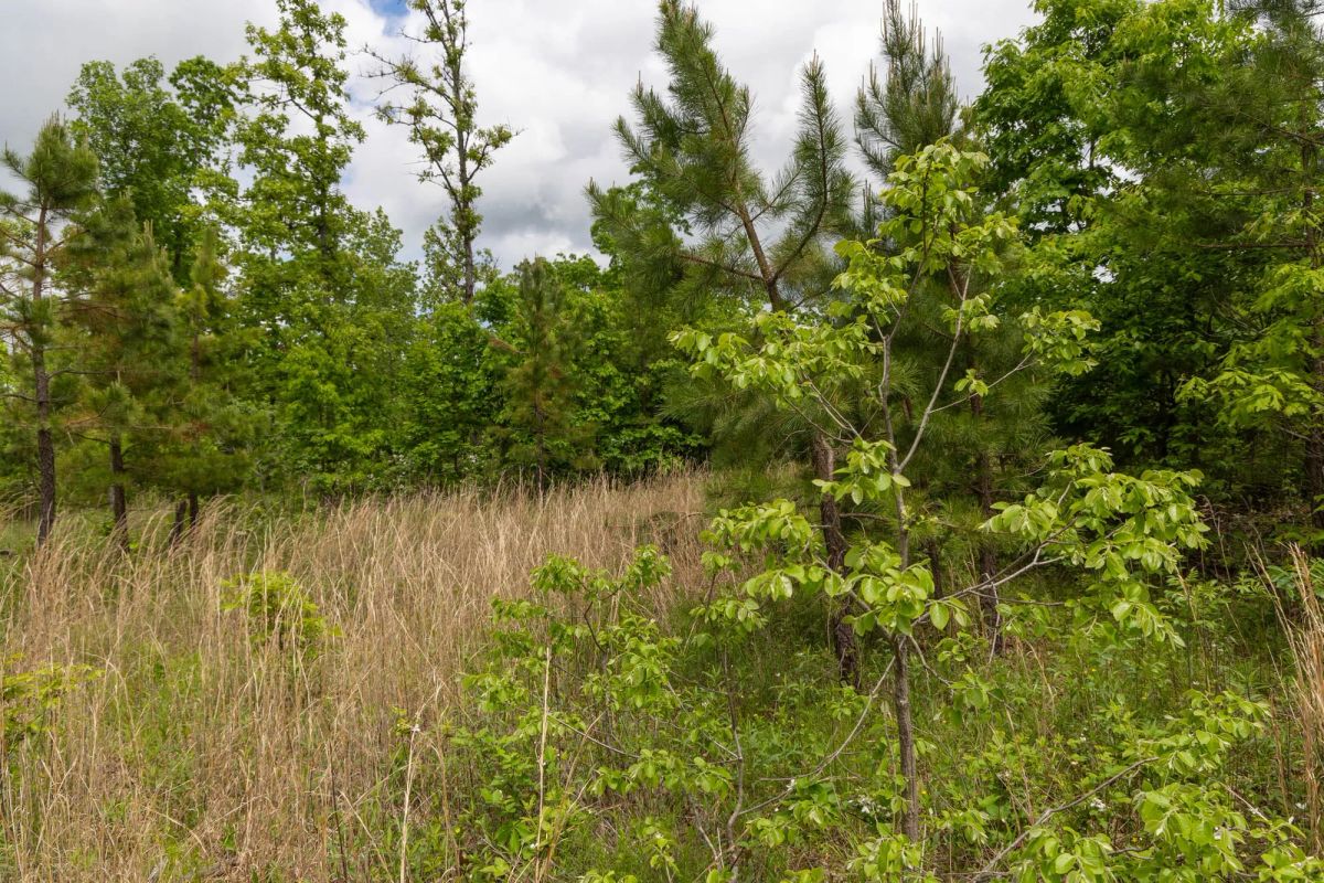 Decorative background for Sleepy Hollow Phase II Tract 75 image 8