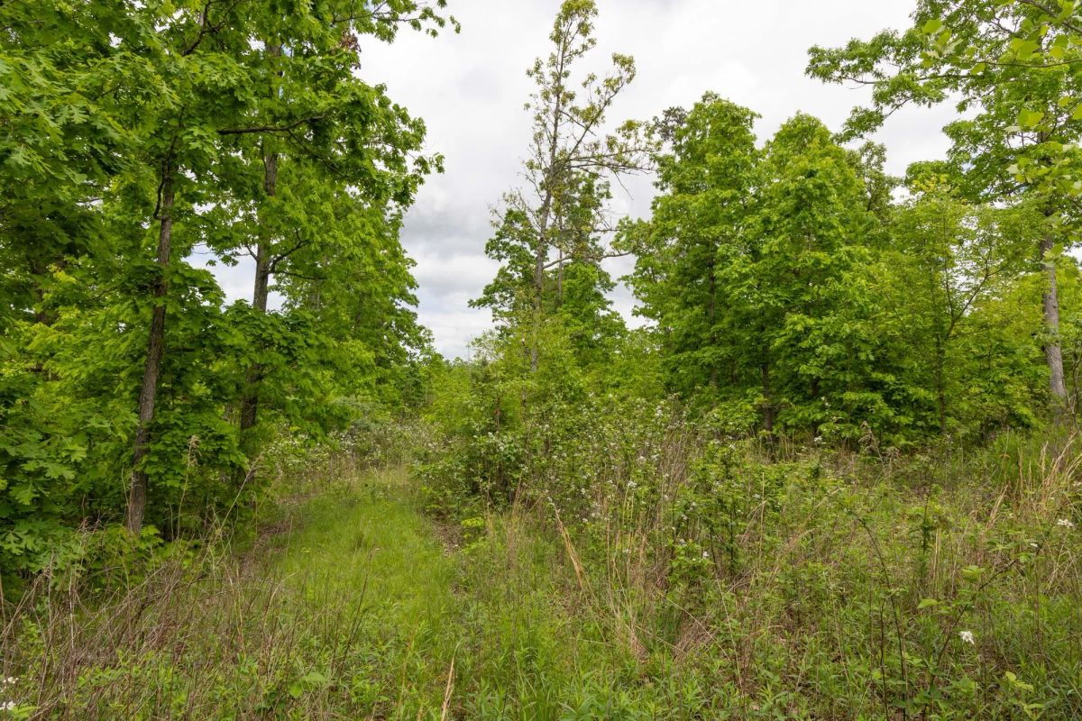 Decorative background for Sleepy Hollow Phase II Tract 75 image 10