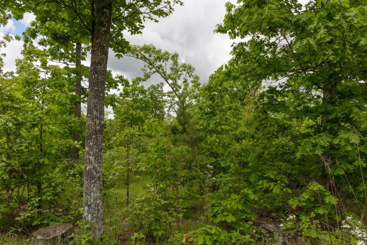 Decorative background for Sleepy Hollow Phase II Tract 75 image 11