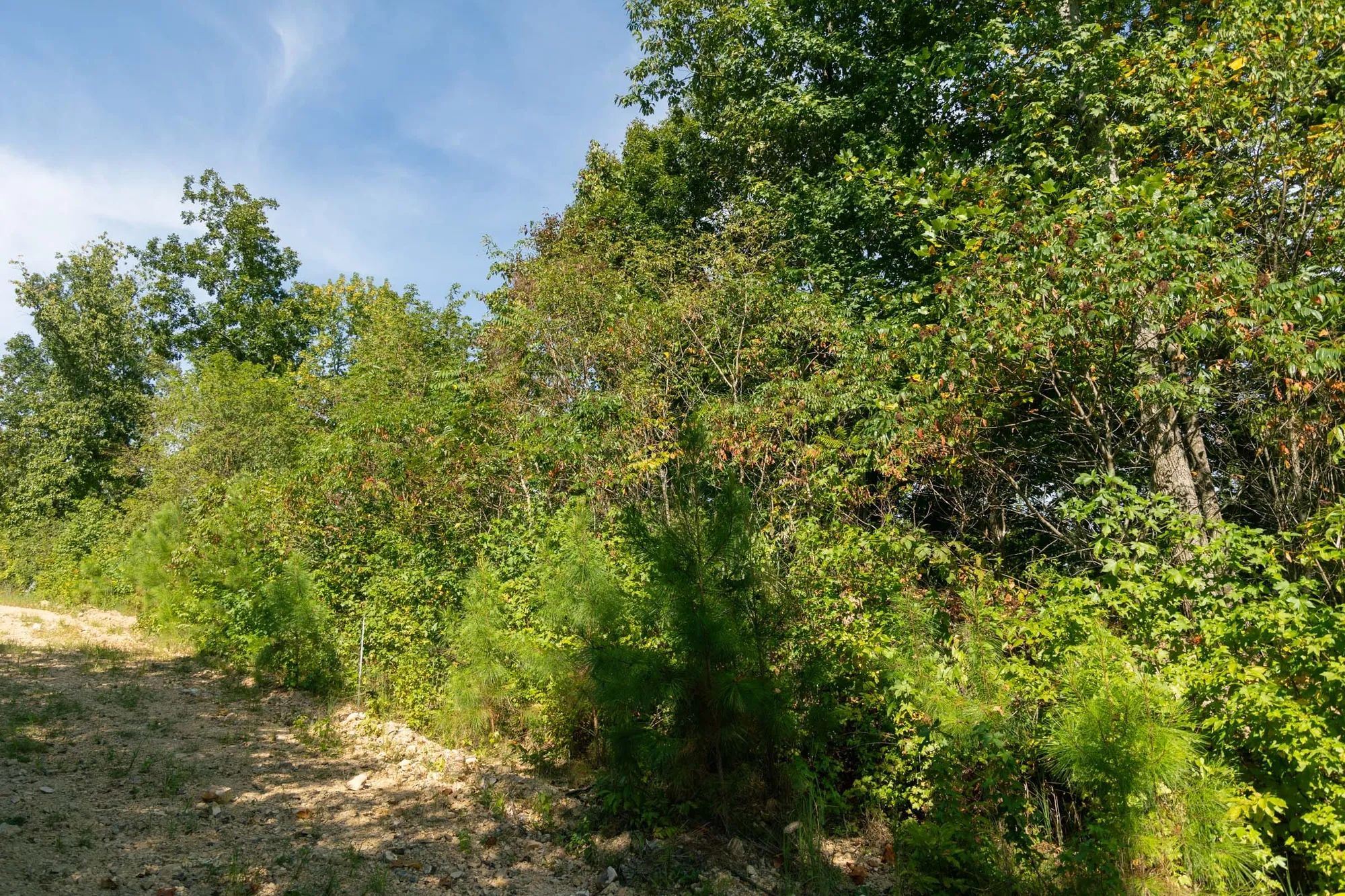 Big White Oak Tract 38 in Wayne County, TN