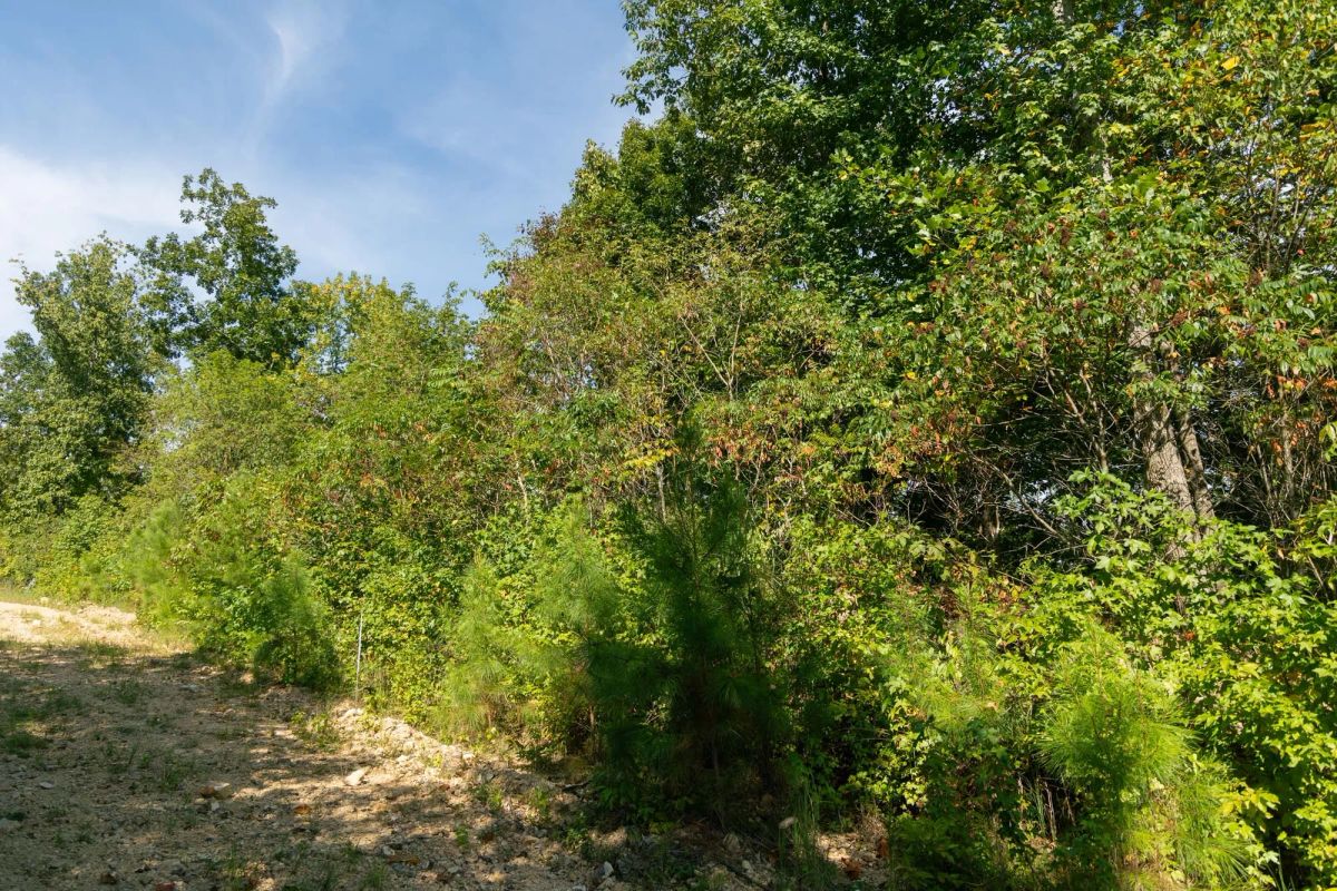 Big White Oak Tract 38 - Image 3