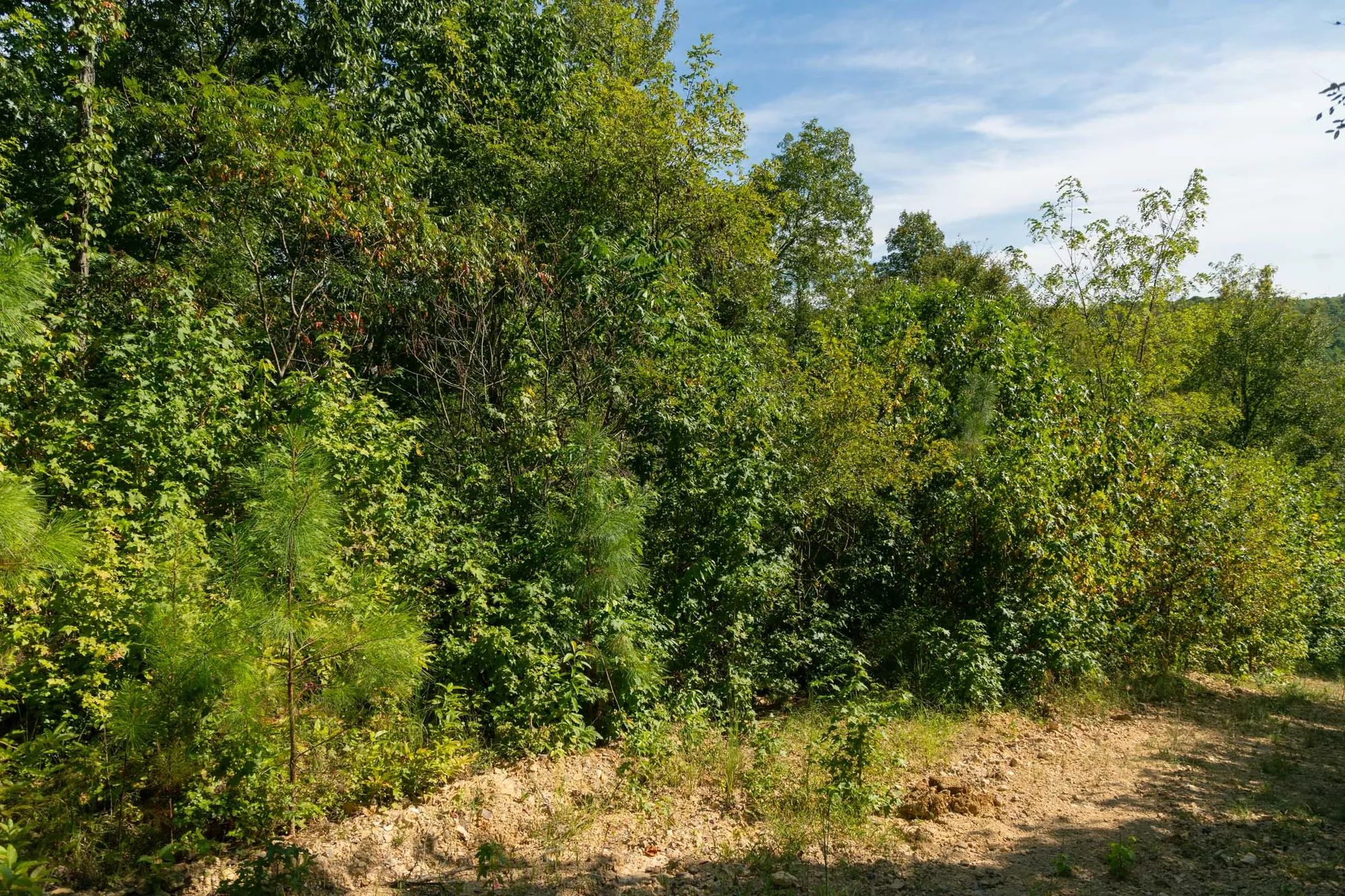 Big White Oak Tract 38 in Wayne County, TN