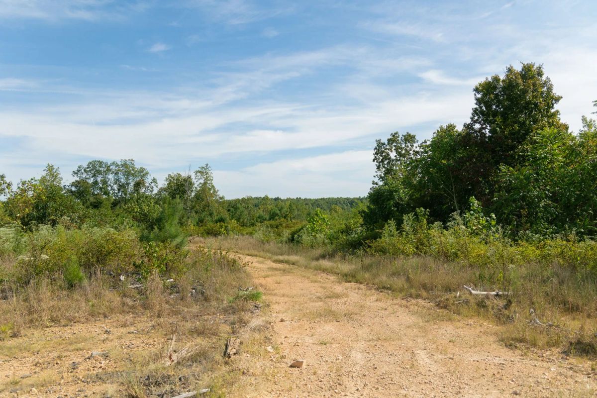 Decorative background for Big White Oak Tract 38 image 5