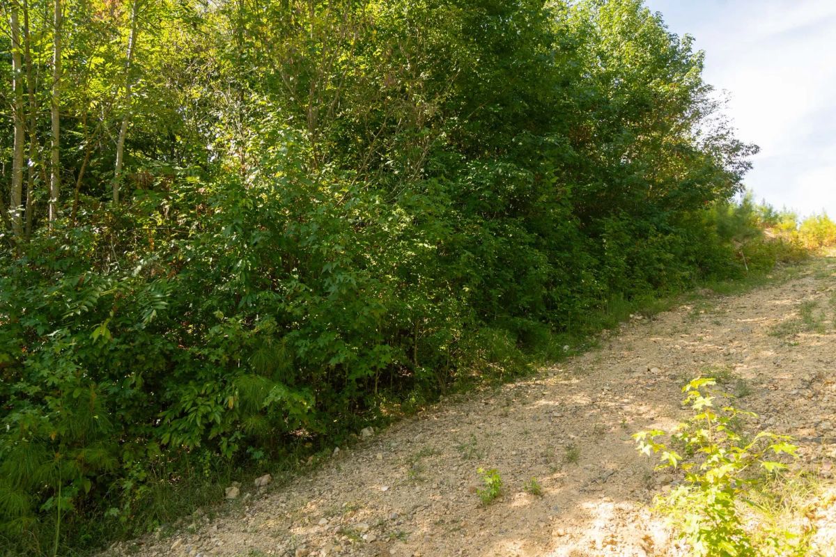 Decorative background for Big White Oak Tract 38 image 6