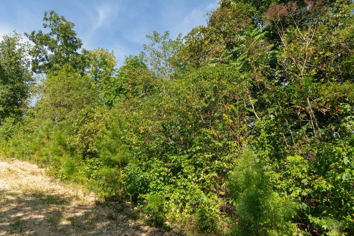 Decorative background for Big White Oak Tract 38 image 7